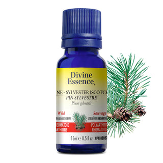 Divine essence - Sylvestre pine wild - 15 ml
