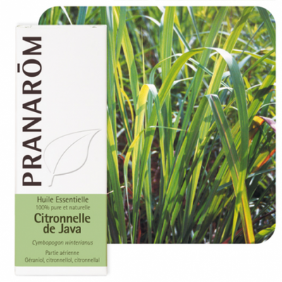 Essential Oil Citronnella Java - Pranarôm - Win in Health